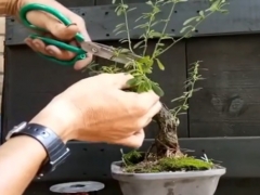 清香木盆景如何修剪蟠扎拿弯