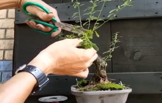 清香木盆景如何修剪蟠扎拿弯1