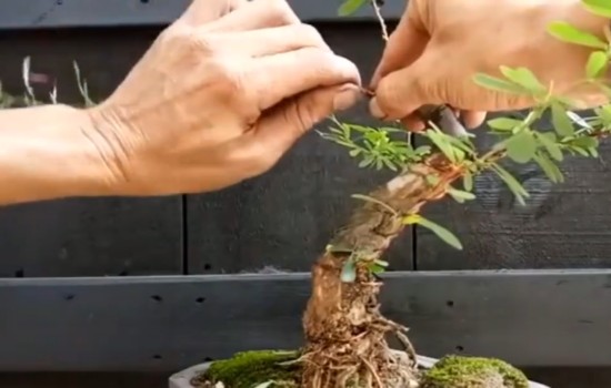清香木盆景如何修剪蟠扎拿弯3