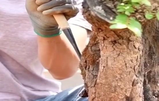 清香木盆景舍利雕刻1
