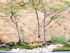 丛林式清香木盆景怎么布景