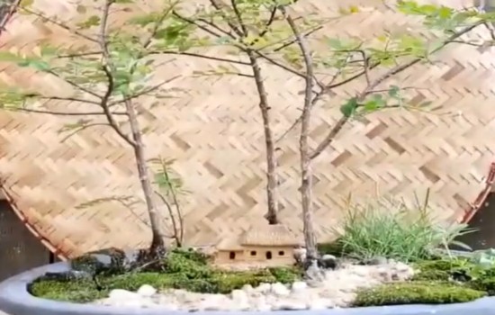 丛林式清香木盆景怎么布景