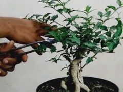 树木盆景的造型修剪好还是蟠扎好