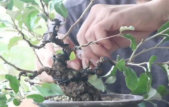 树木盆景的造型修剪好还是蟠扎好2