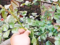 阳台盆栽藤本月季怎么造型