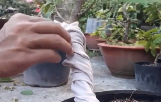 石榴盆景直杆怎么拿弯造型2