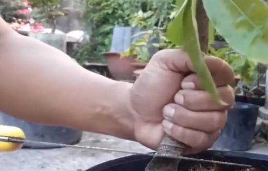 石榴盆景直杆怎么拿弯造型1