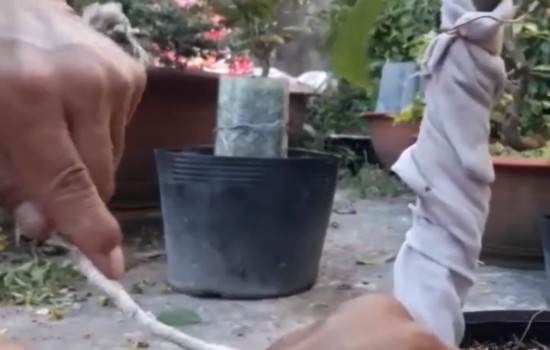 石榴盆景直杆怎么拿弯造型3
