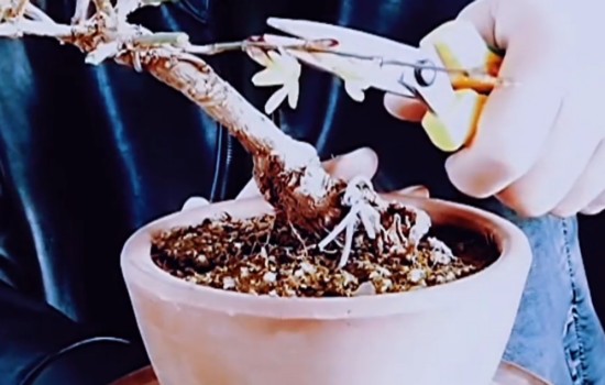 斜杆式迎春花盆景怎样修剪整形1