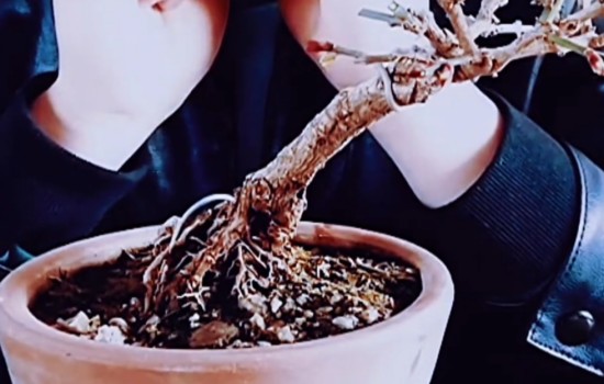 斜杆式迎春花盆景怎样修剪整形4