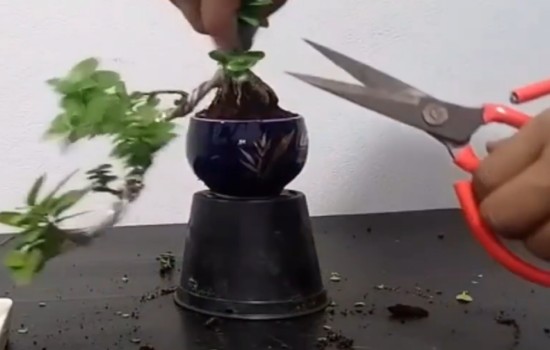 小品迎春盆景如何换盆并进行二次整形5