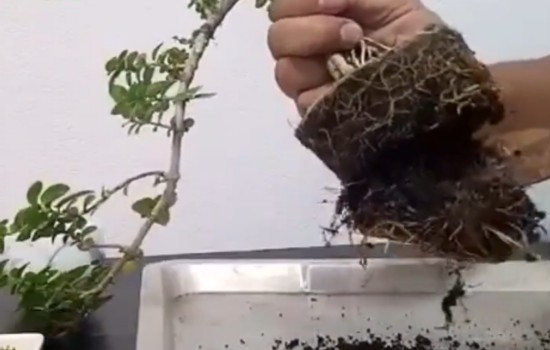 小品迎春盆景如何换盆并进行二次整形1