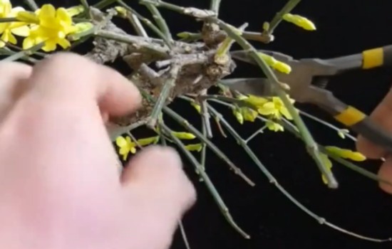 迎春盆景修剪图片3