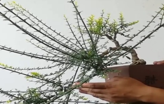 迎春悬崖式盆景制作的基本玩法