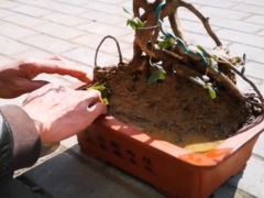 映山红老桩盆景怎么提根造型