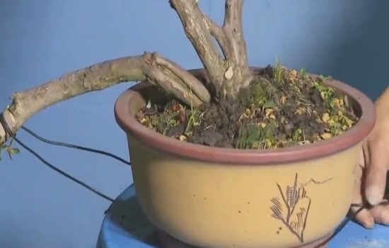临水式映山红盆景怎么吊拉定型