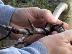 盆景枝条蟠扎后如何正确拿弯