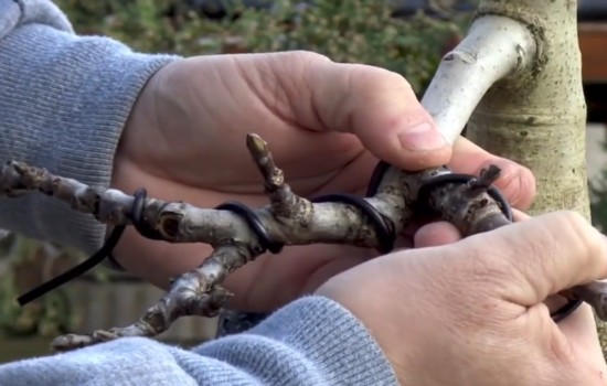 盆景枝条蟠扎后如何正确拿弯