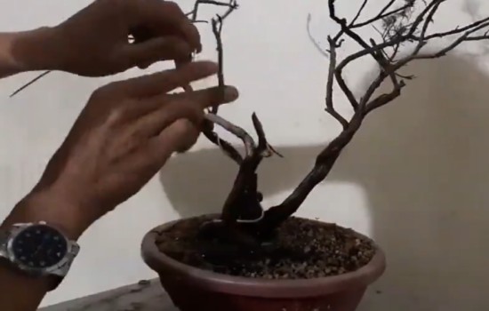 盆景蟠扎的时间和方法