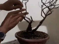 盆景蟠扎的时间和方法