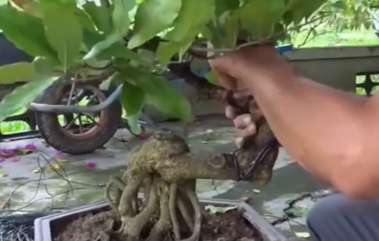 石榴老桩制作观果盆景如何用铝丝蟠扎拿弯造型