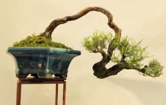 岗松盆景怎么蟠扎造型