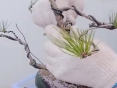 野生黄山松盆景老桩怎么蟠扎造型
