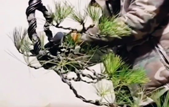 打造大悬崖式盆景造型2