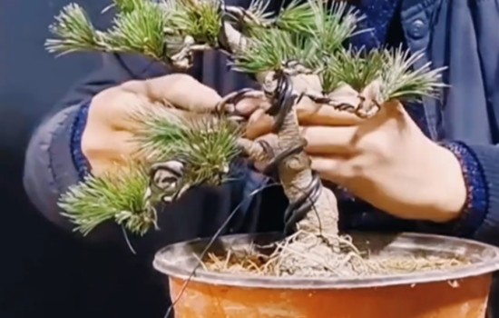 五针松盆景如何修剪蟠扎造型