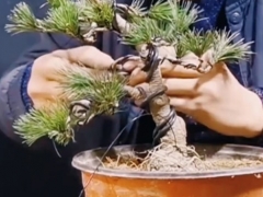 五针松盆景如何修剪蟠扎造型
