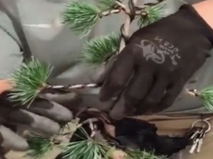 未造型的五针松盆景蟠扎拿弯操作过程解读