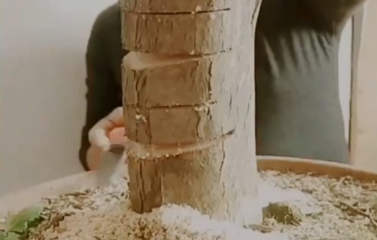 罗汉松可以锯主干吗2
