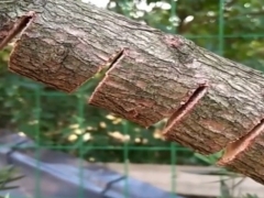 罗汉松主干锯过后怎么处理