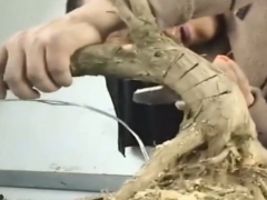 罗汉松锯弯造型在什么季节比较好