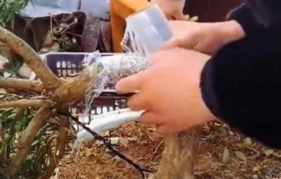 罗汉松锯弯造型多久能长好3