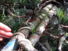 罗汉松破杆拿弯造成枝干坏死怎么补救（超实用补枝法）