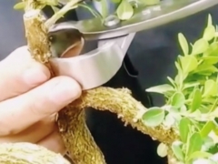 黄杨盆景粗枝拿弯适合采用破杆还是锯弯