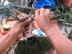 罗汉松盆景怎么做造型 修剪蟠扎拿弯一样不能少