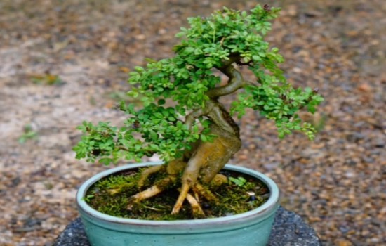 对节白蜡熟桩如何修剪成型2