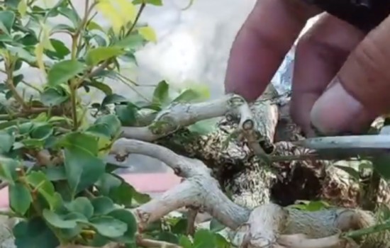 对节白蜡熟桩如何修剪成型1