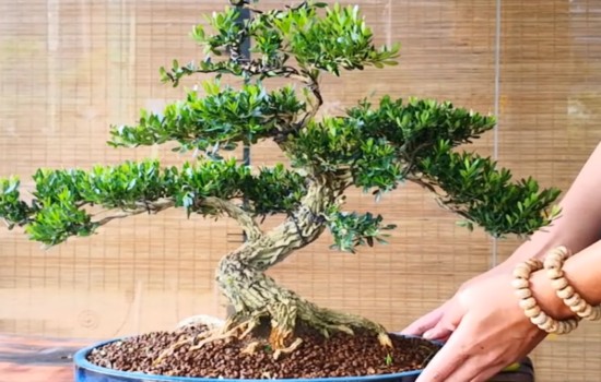 矮霸黄杨盆景怎么布局造型1