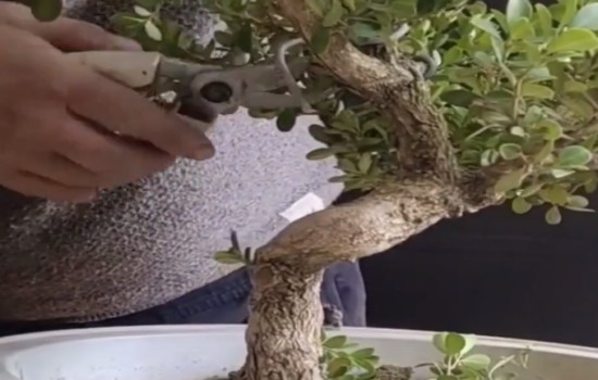 一盆呆板的黄杨盆景怎么打造出动感和活力