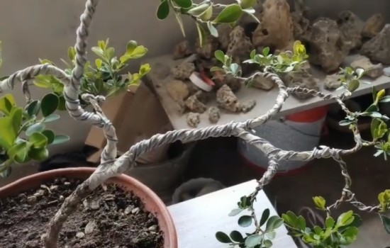 黄杨小苗盆景怎么造型3