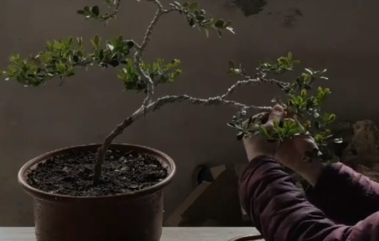 黄杨小苗盆景怎么造型4
