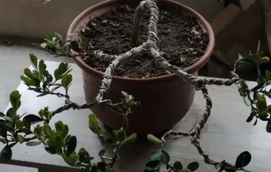 黄杨小苗盆景怎么造型3