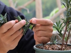 罗汉松直杆小树拿弯技巧