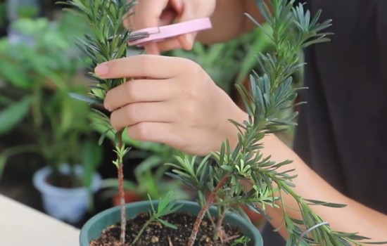 新买的罗汉松小苗怎么定型