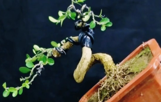 粗杆黄杨盆景怎样破杆拿弯1
