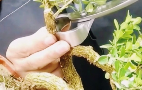 粗杆黄杨盆景怎样破杆拿弯2