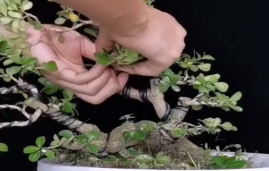 临水黄杨盆景拿弯造型技巧